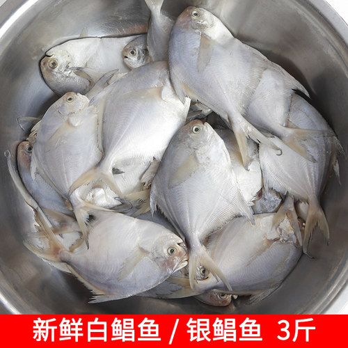 福建野生新鲜小白鲳鱼