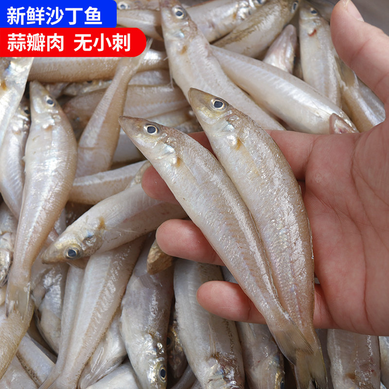 包邮沙丁鱼新鲜鲜活速冻沙尖鱼梭子鱼沙锥鱼少刺烧烤福建杂鱼海鱼