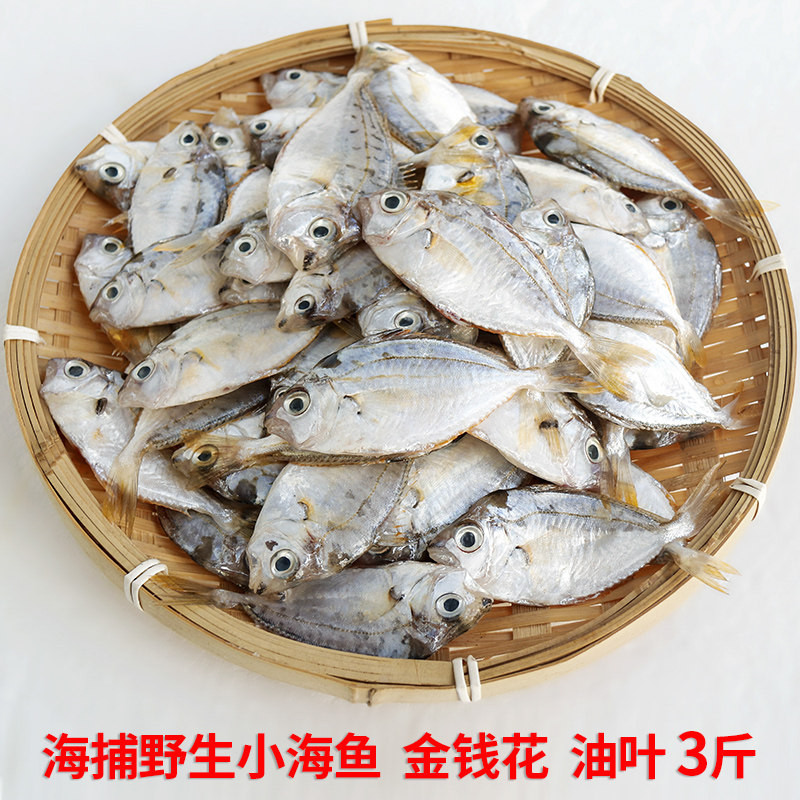 海捕新鲜油叶鱼金钱花小海鱼煲汤鲜美树叶仔金钱鱼花令仔海杂小鱼