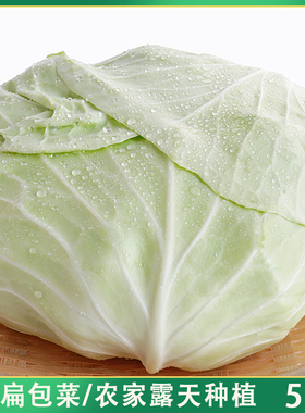 露天种植台湾高丽菜农家蔬菜扁平包包菜新鲜脆嫩扁包菜包心菜