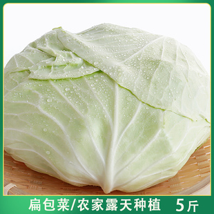 农家蔬菜扁平包包菜绿甘蓝新鲜脆嫩莲花白扁包菜包心菜台湾高丽菜