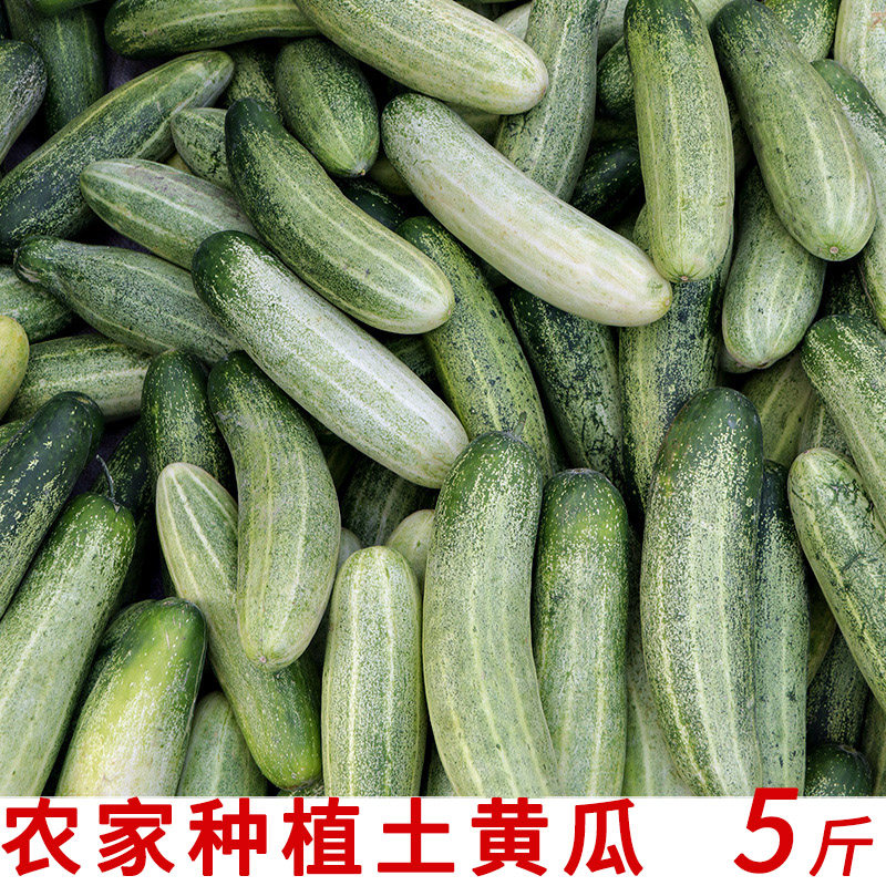 福建漳州农家种植现摘生吃老品种土黄瓜新鲜蔬菜水果5斤装老黄瓜