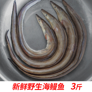 野生新鲜海鳗鱼海鲜鲜活水产冷冻福建深海海捕鳗鱼整条海鳝鱼包邮