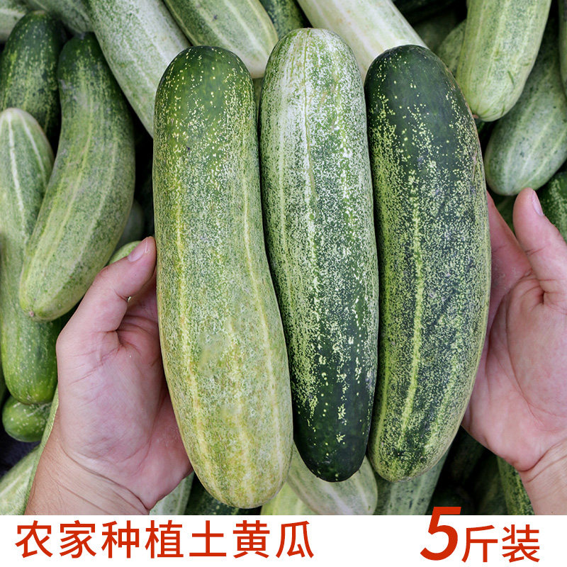 漳州农家自种当季蔬菜土黄瓜生吃新鲜吊瓜青瓜无刺老黄瓜水果5斤