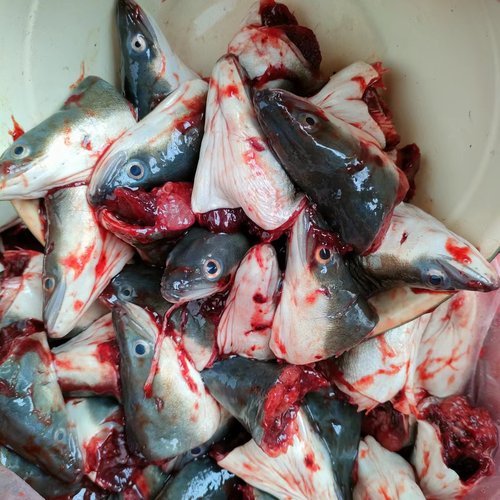 新鲜鳗鱼头半咸水乌耳鳗头