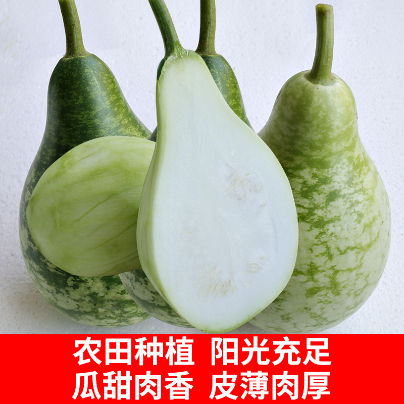 福建漳州新鲜瓠子瓜5斤装当季食用嫩蒲瓜葫芦瓜农家种植时令蔬菜_虎窝淘