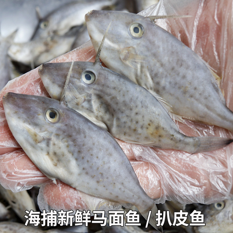 福建扒皮鱼海捕新鲜小耗儿鱼马面鱼新鲜剥皮鱼火锅食材绿鳍马面鲀