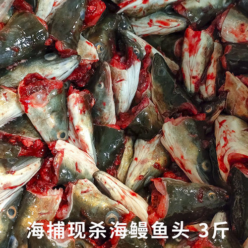 3斤包邮海鲜新鲜鳗鱼头乌耳鳗鲜活黑鳗鱼头潮汕特产白鳝头河鳗头