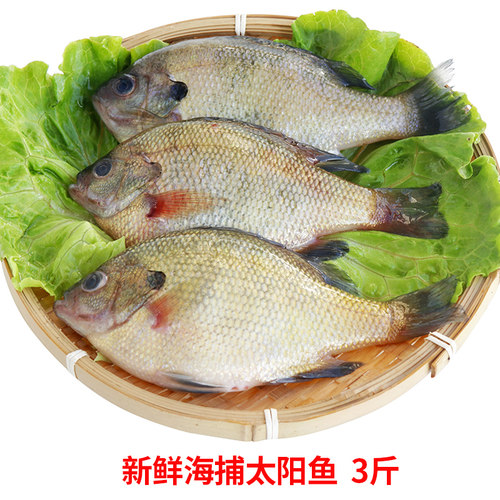 福建海鱼现捕新鲜太阳鱼