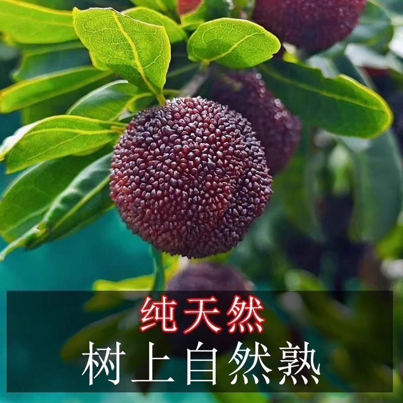 青田东魁新鲜杨梅顺丰包邮特大号超甜大果时令鲜果大杨梅礼盒装