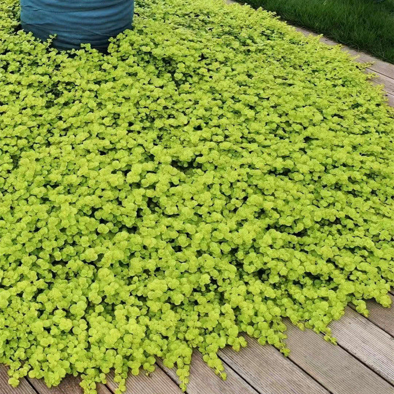 花镜彩色草皮草皮植物金叶过路黄金火焰南天竹红景天花叶络石盆栽