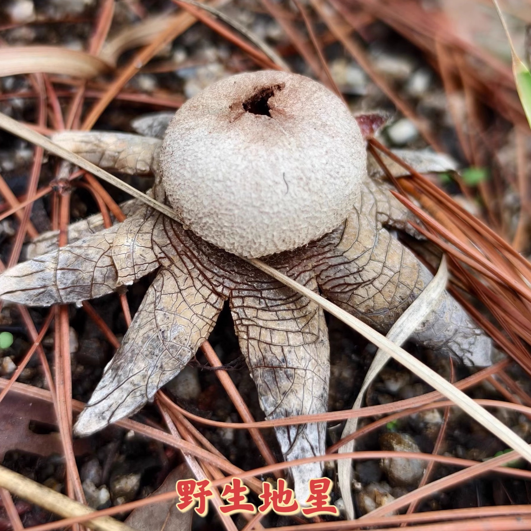 野生药用菌 野生硬皮地星 野生地星 野生药用菌地星500克