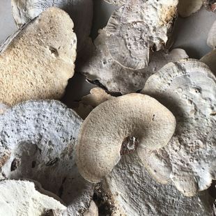 野生药用真菌 野生东方栓菌 东方栓菌 野生东方云芝 500克