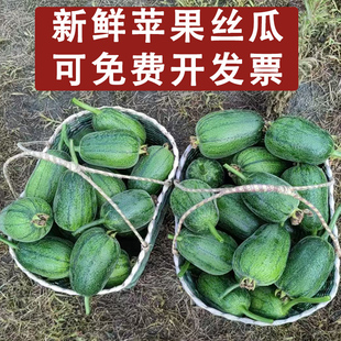 新鲜苹果丝瓜5斤装 酒店菜蔬菜圆丝瓜绿丝瓜孕妇丝瓜胖肉丝瓜现摘