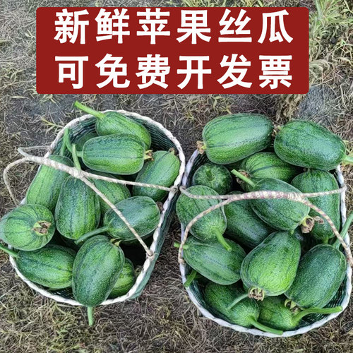 新鲜苹果丝瓜5斤装酒店菜蔬菜圆丝瓜绿丝瓜孕妇丝瓜胖肉丝瓜现摘