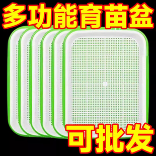 蒜苗盆栽大蒜种植盆种红葱头神器室内家庭阳台种菜盘栽种蒜黄水培