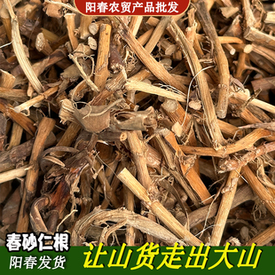野生春砂仁根干货正宗阳春特产天然晒干煲汤泡茶春砂仁根250克
