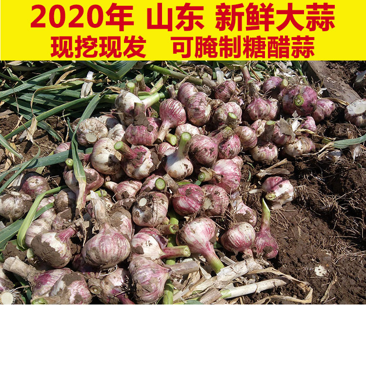 山东新鲜大蒜头紫皮金乡鲜蒜湿蒜泡腌制糖醋腌醋鲜糖嫩新蒜头5斤