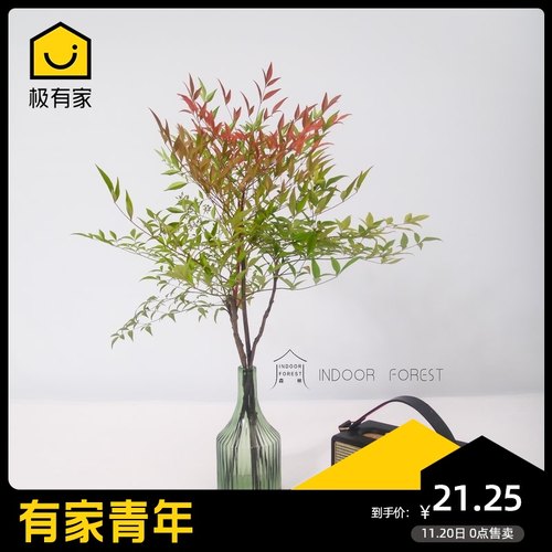 南天竹多少钱 南天竹价格 小麦优选