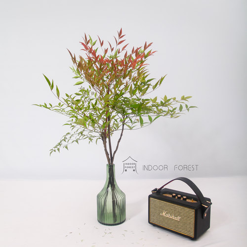 南天竹价格 南天竹图片 星期三