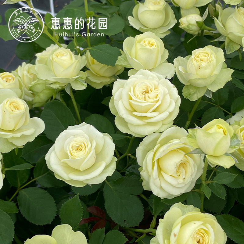 惠惠的花园奶油龙沙宝石灌木月季花苗耐热多头玫瑰花鲜花绿植盆栽