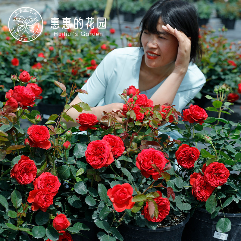 惠惠的花园灌木月季花红苹果四季开花阳台庭院鲜花盆栽玫瑰花