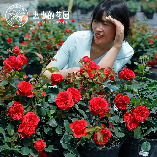 惠惠花园灌木月季红苹果花苗盆栽