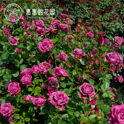 月季波尔度斯凯尔惠惠的花园