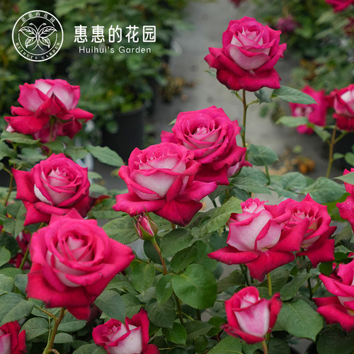 惠惠的花园灌木月季莫妮卡贝鲁奇