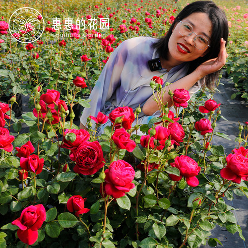 惠惠的花园酒窖大花阳台灌木月季