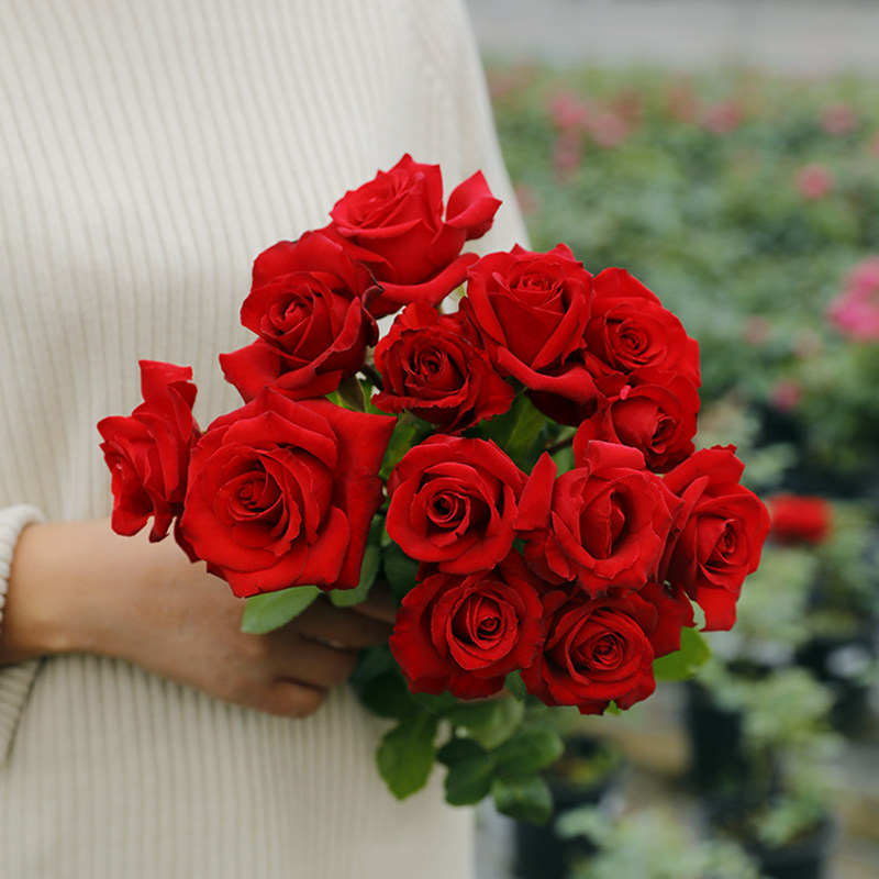 惠惠的花园切花月季 法兰西 红色耐开四季阳台庭院花卉绿植盆栽