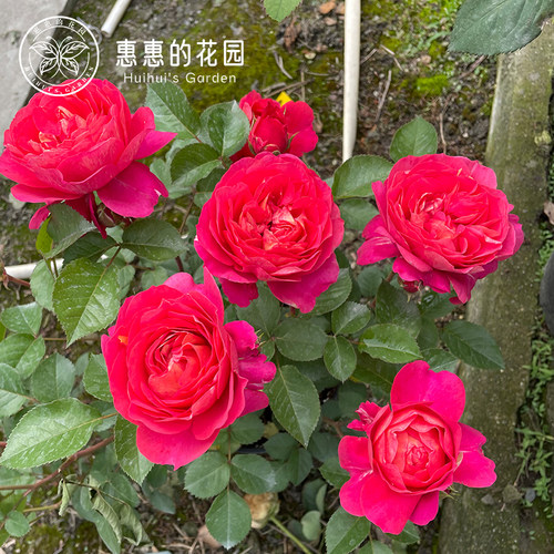 惠惠的花园灌木月季 果汁美人 复色玫瑰多头开花抗性强庭院盆栽