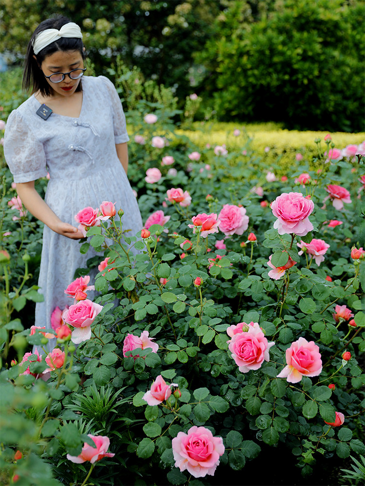 惠惠的花园大花浓香月季花苗肯特公主勤花抗病阳台庭院四季盆栽苗