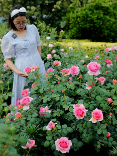 惠惠的花园大花浓香月季花苗肯特公主勤花抗病阳台庭院四季盆栽苗