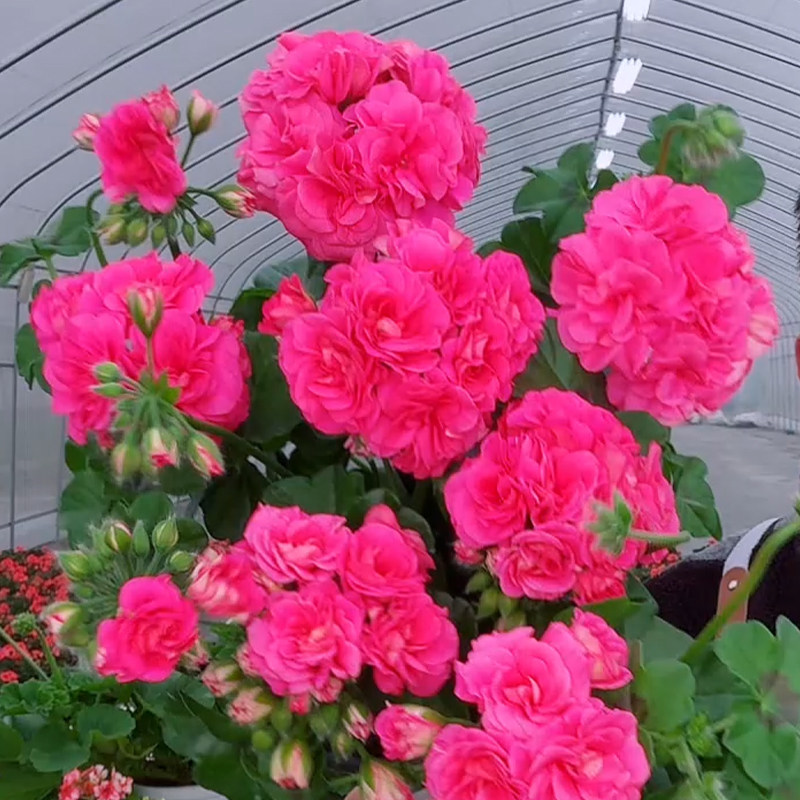 惠惠的花园垂吊天竺葵 大西洋西瓜红 多季开花阳台庭院花卉包对版,鲜花速递/花卉仿真/绿植园艺,时令草本花卉,淘宝优惠券,粉丝福利购,淘宝优惠卷