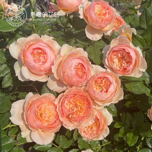 惠惠的花园切花灌木月季花苗