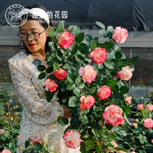 惠惠的花园灌木月季摩纳哥公爵