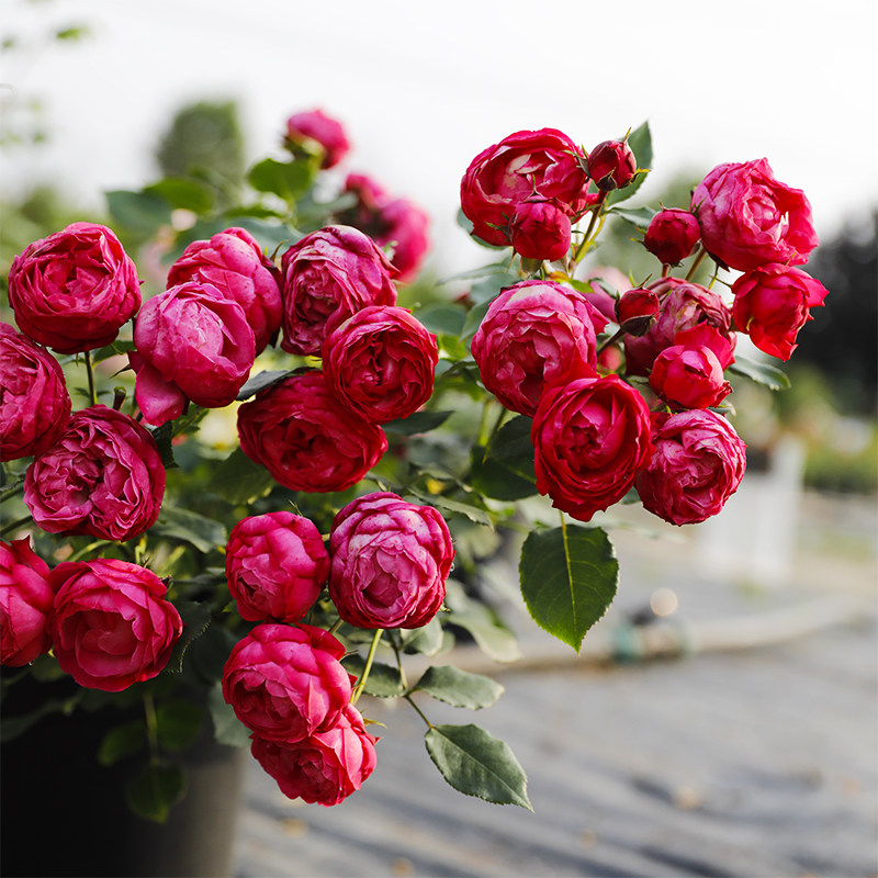 惠惠的花园欧月月季花苗 乔治一世国王 阳台庭院丰花植物盆栽花卉