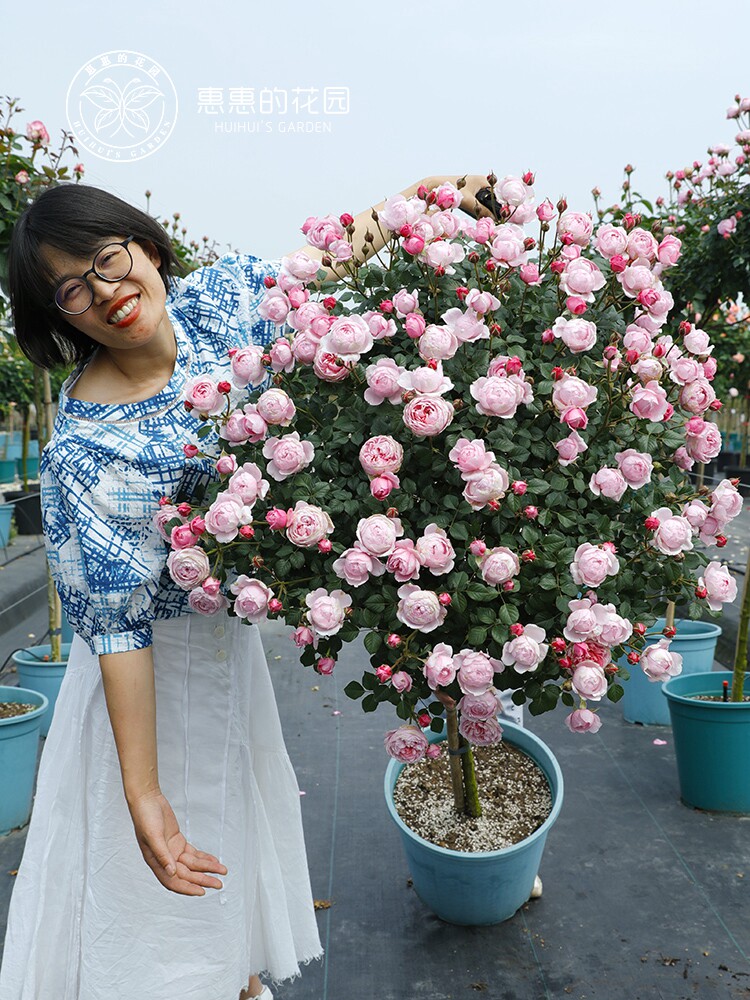 惠惠的花园月季苗果汁阳台超微嫁接棒棒糖四季庭院阳台成品盆栽