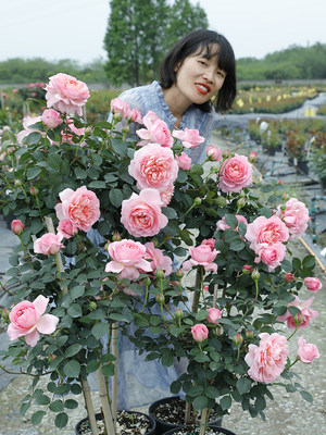 惠惠的花园藤本爬藤月季花苗小苗四季开花舍农索城堡的女人们玫瑰