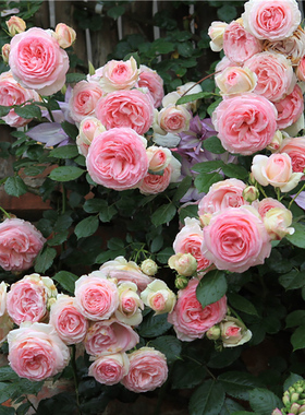 惠惠的花园爬藤月季花苗龙沙宝石/粉龙中苗拱门阳台庭院盆栽玫瑰