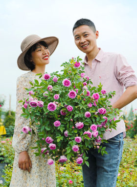 惠惠的花园月季玛姬婶婶、铃之妖精等9升嫁接棒棒糖多季开花植物