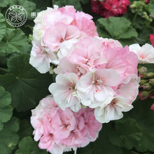 花色柔和勤花花球大阳台庭院盆栽 伪碗 惠惠 花园直立天兔子粉