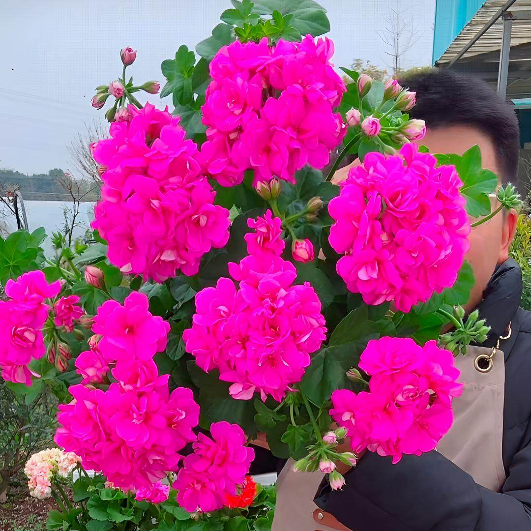 惠惠的花园大西洋紫罗兰垂吊天竺葵花苗花园阳台多季开盆栽植物