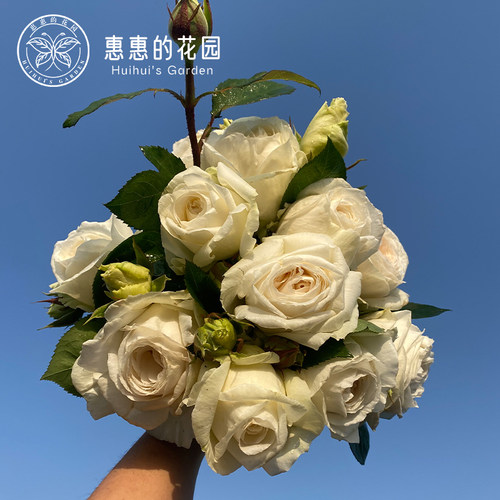 惠惠的花园大花浓香月季婚礼之路纯白色玫瑰花盆栽阳台月季花