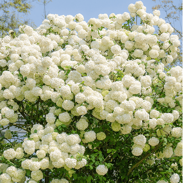 可地栽庭院木绣球树苗惠惠的花园