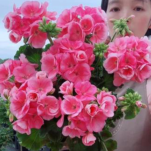 惠惠的花园直立天竺葵 淡鲑红 半重瓣四季开花阳台庭院盆栽花苗