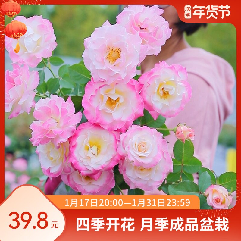 惠惠的花园 六翼天使 日系灌木月季花苗庭院阳台植物玫瑰花卉盆栽