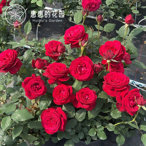 惠惠的花园灌木月季詹尼斯红色大花多季开花勤花庭院阳台盆栽玫瑰