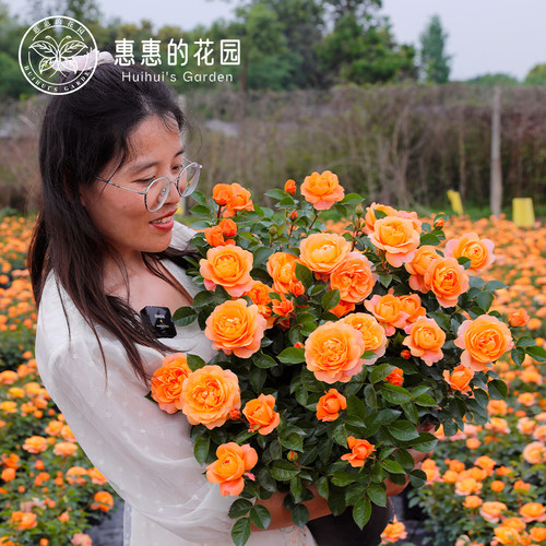 微型月季果汁阳台多季开花阳台窗台庭院花苗植物盆栽易活好养花卉
